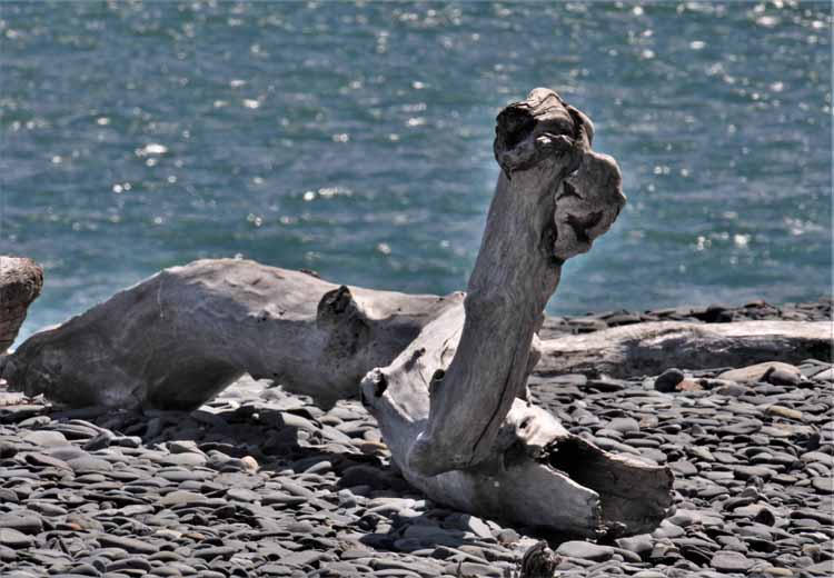 beach and driftwood